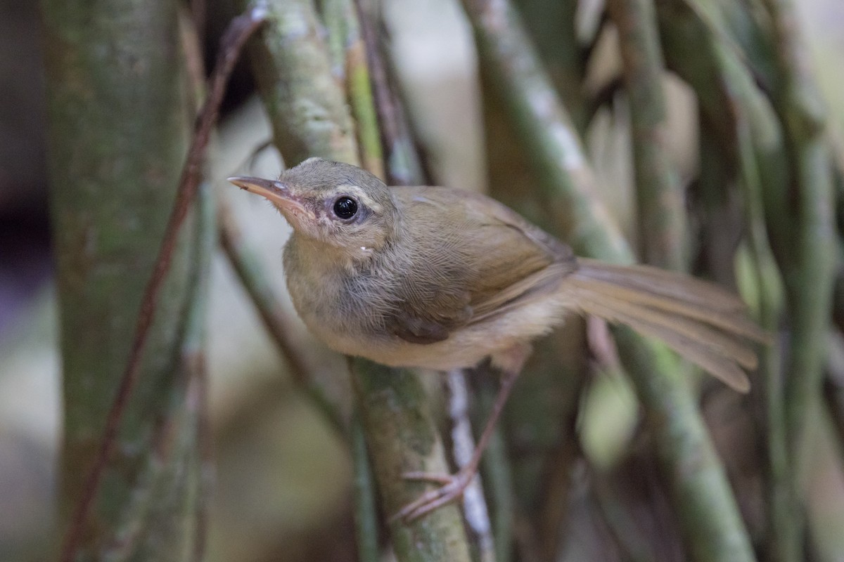 Japanese Bush Warbler (Bonin) - ML599262761