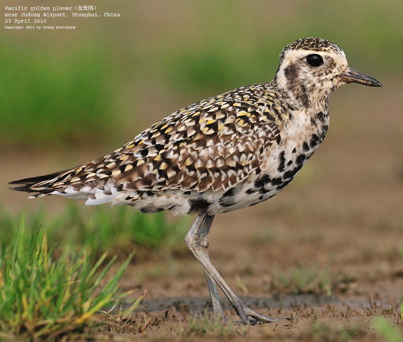 Chorlito Dorado Siberiano - ML59926381