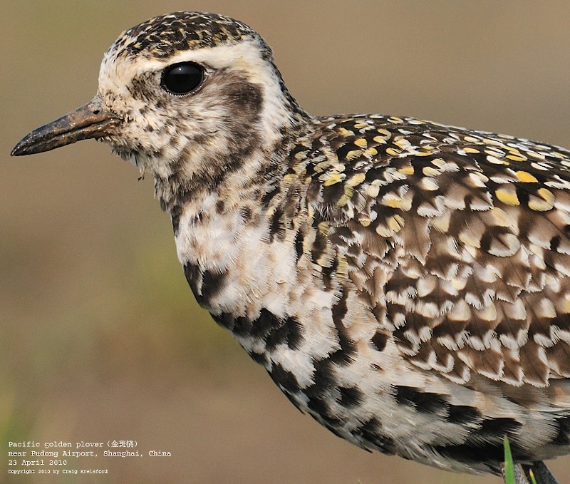 Chorlito Dorado Siberiano - ML59926401