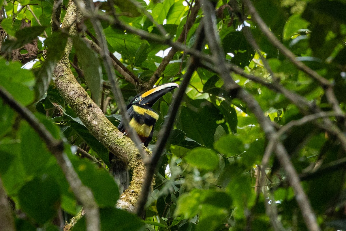 Many-banded Aracari - ML599265131