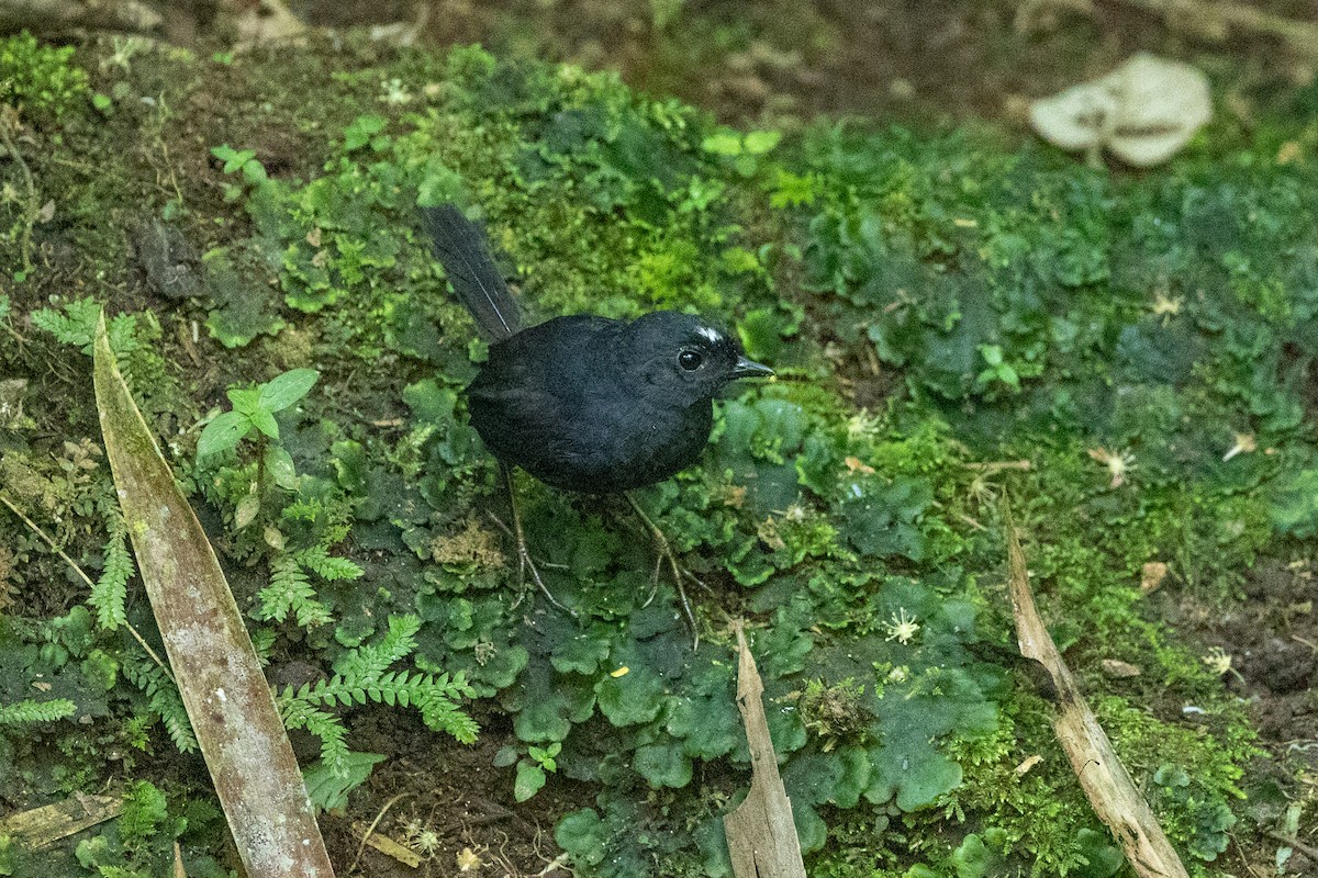 White-crowned Tapaculo - Tom Feild