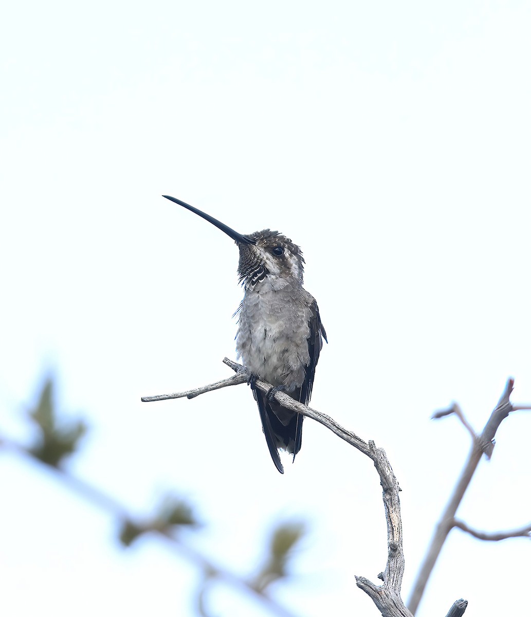 Plain-capped Starthroat - ML599266121