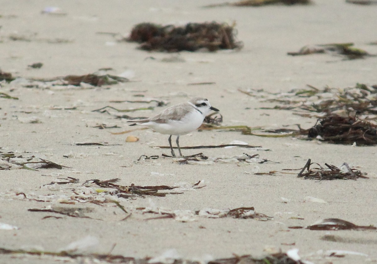 Snowy Plover - ML59926651