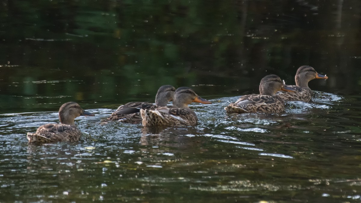 Canard colvert - ML599266841