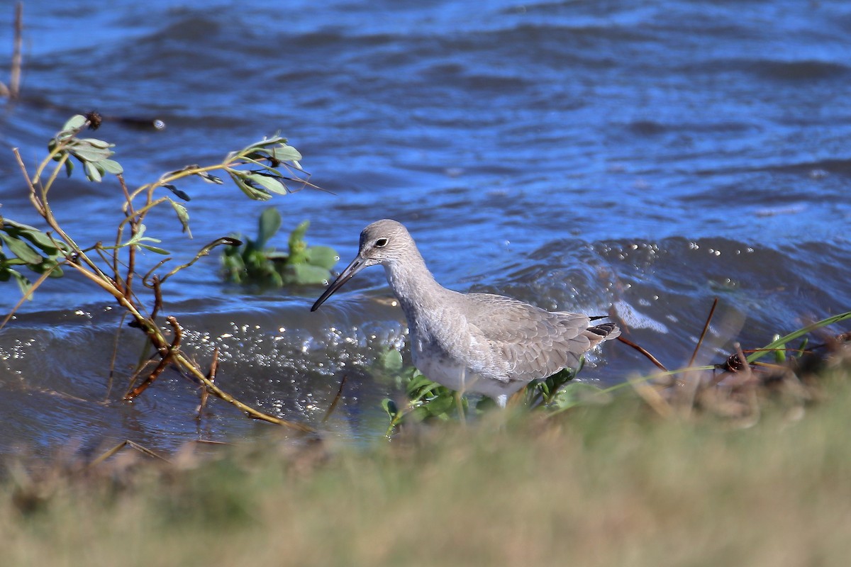 Willet - ML599268121