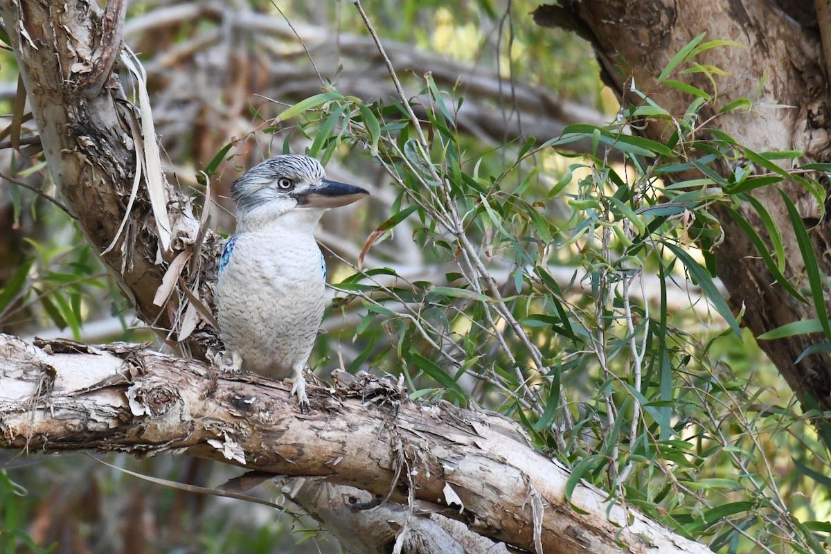 Blue-winged Kookaburra - Trevor Ross
