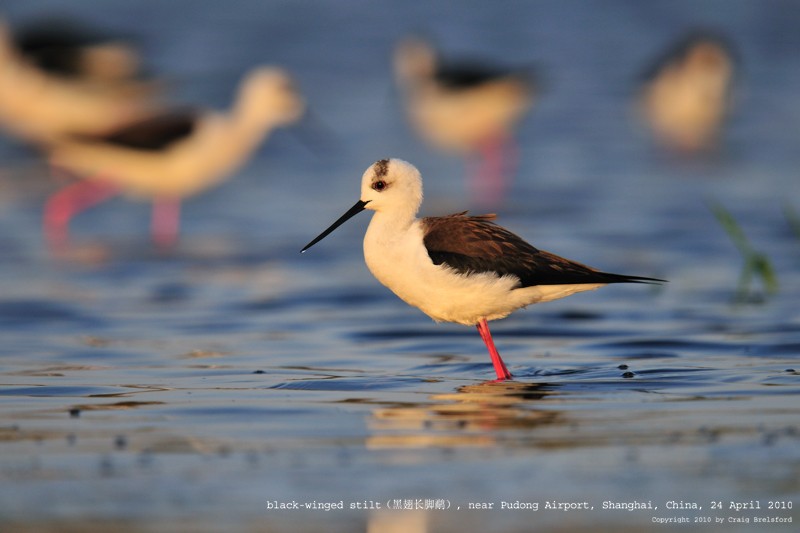 Black-winged Stilt - ML59926861