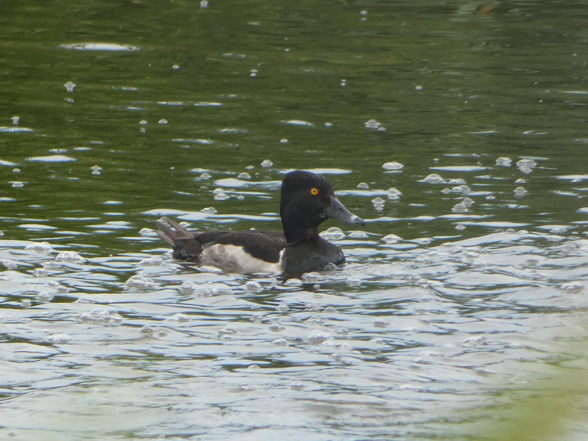 Ring-necked Duck - ML599269321