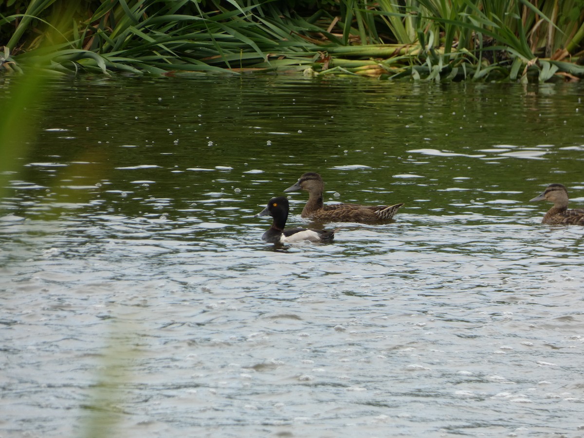 Ring-necked Duck - ML599269331