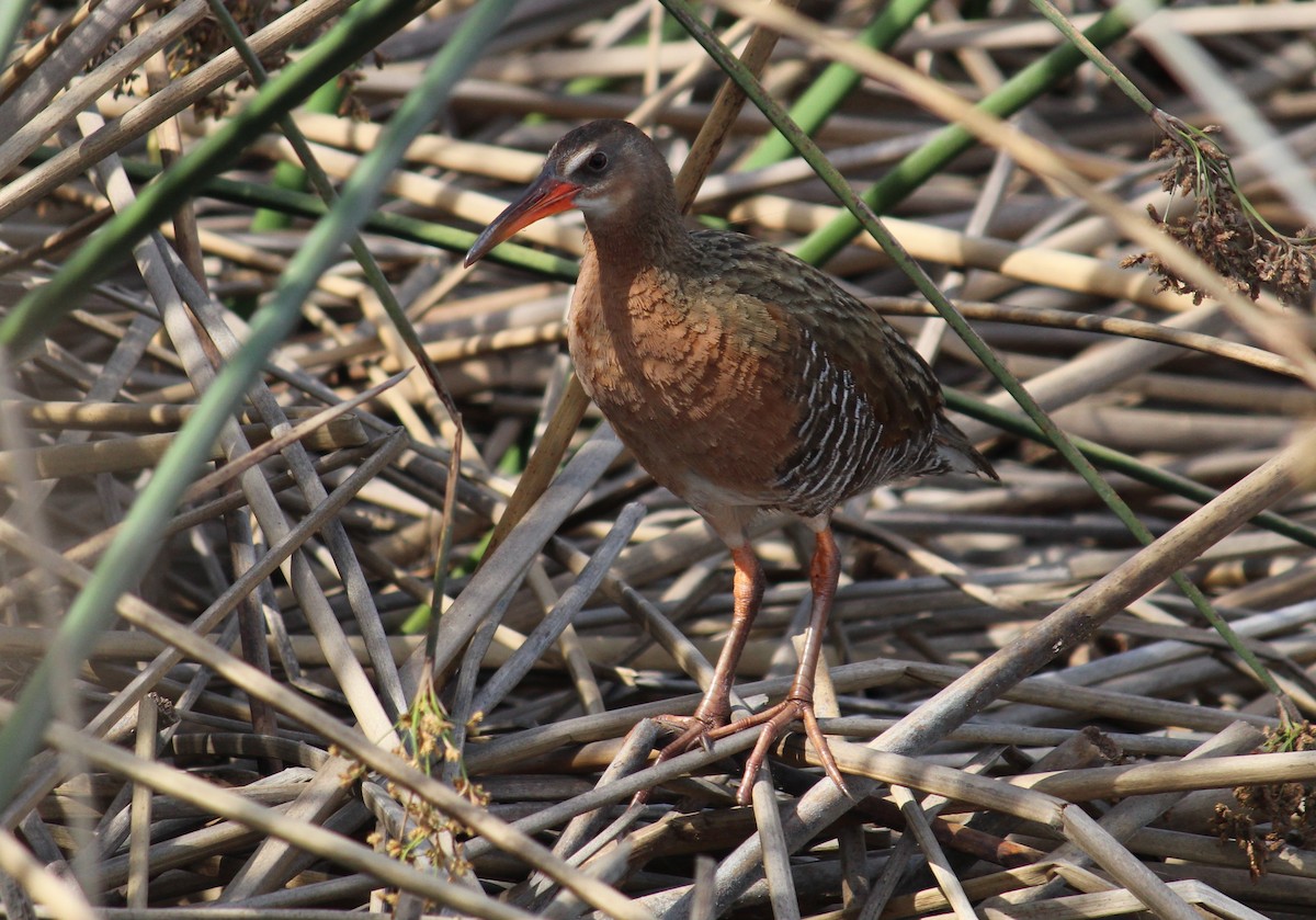 Ridgway's Rail (Light-footed) - Jonathan Vargas