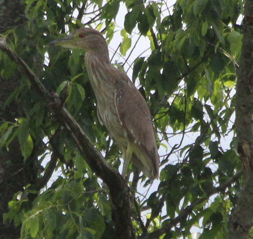 Black-crowned Night Heron - ML59927171