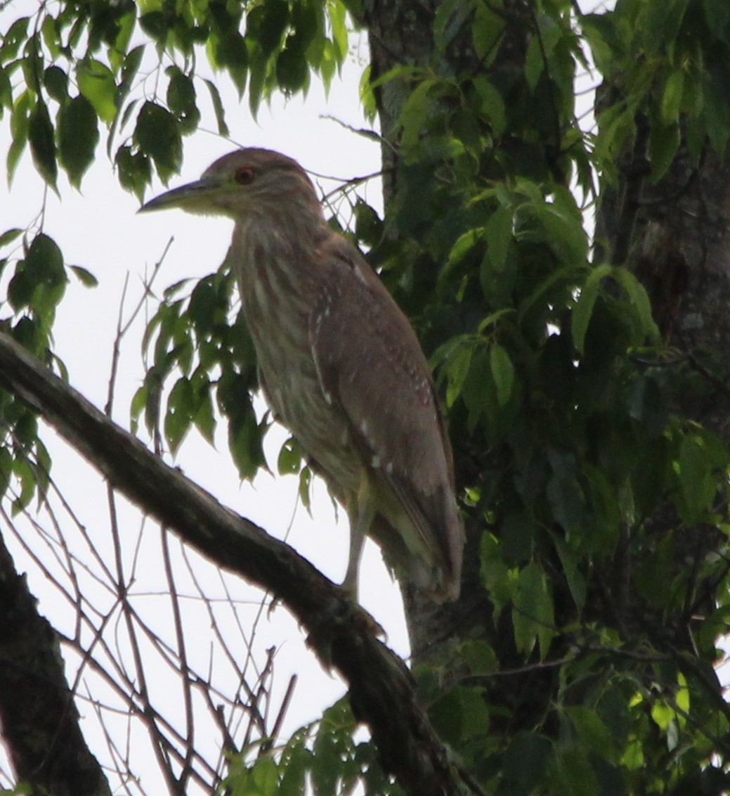 Black-crowned Night Heron - ML59927181