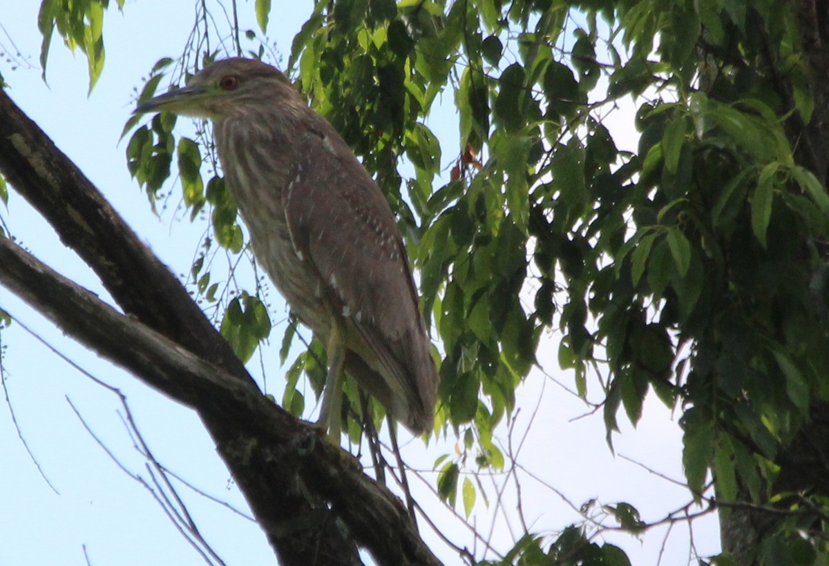 Black-crowned Night Heron - ML59927201