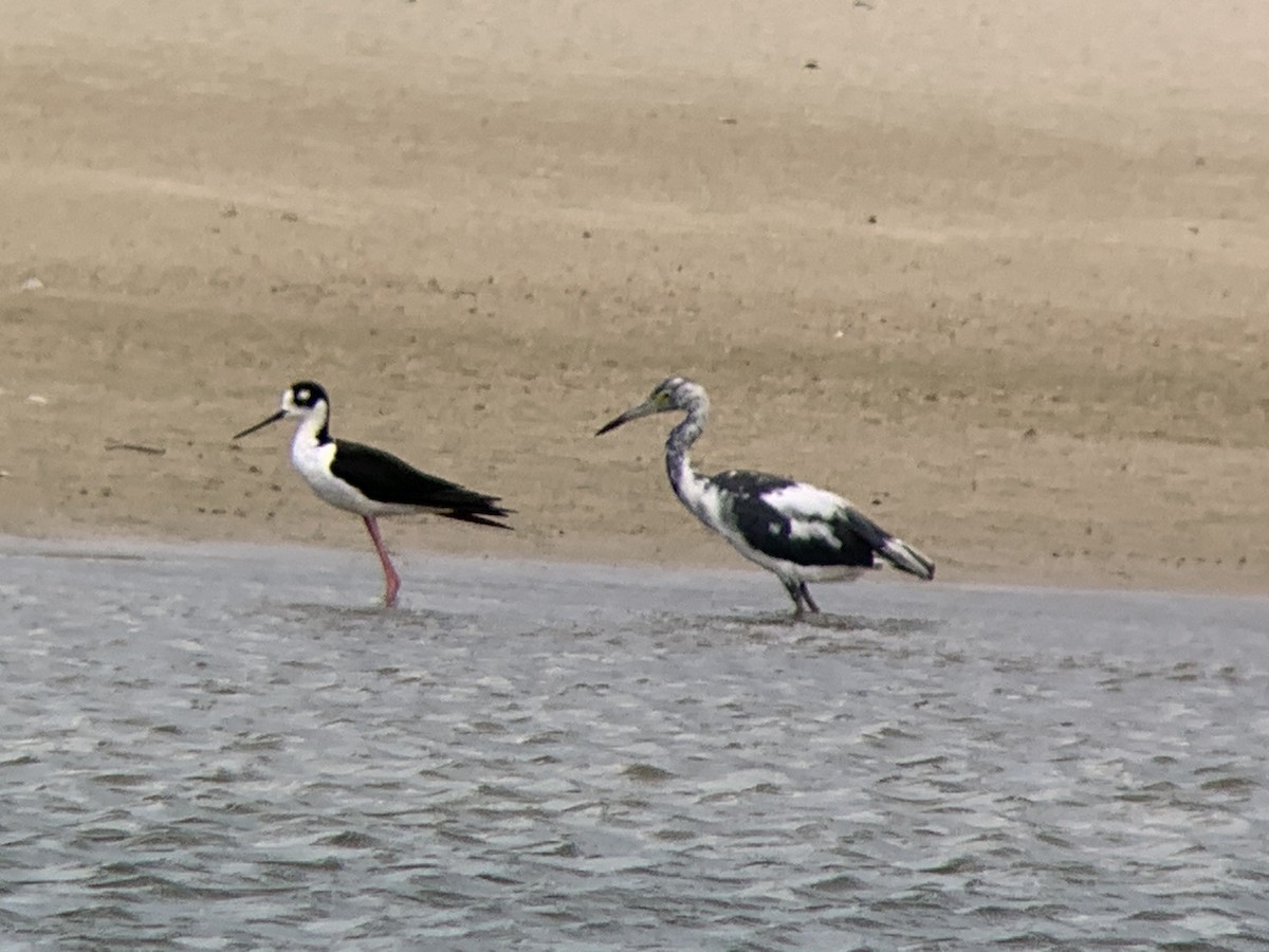 Little Blue Heron - ML599273361