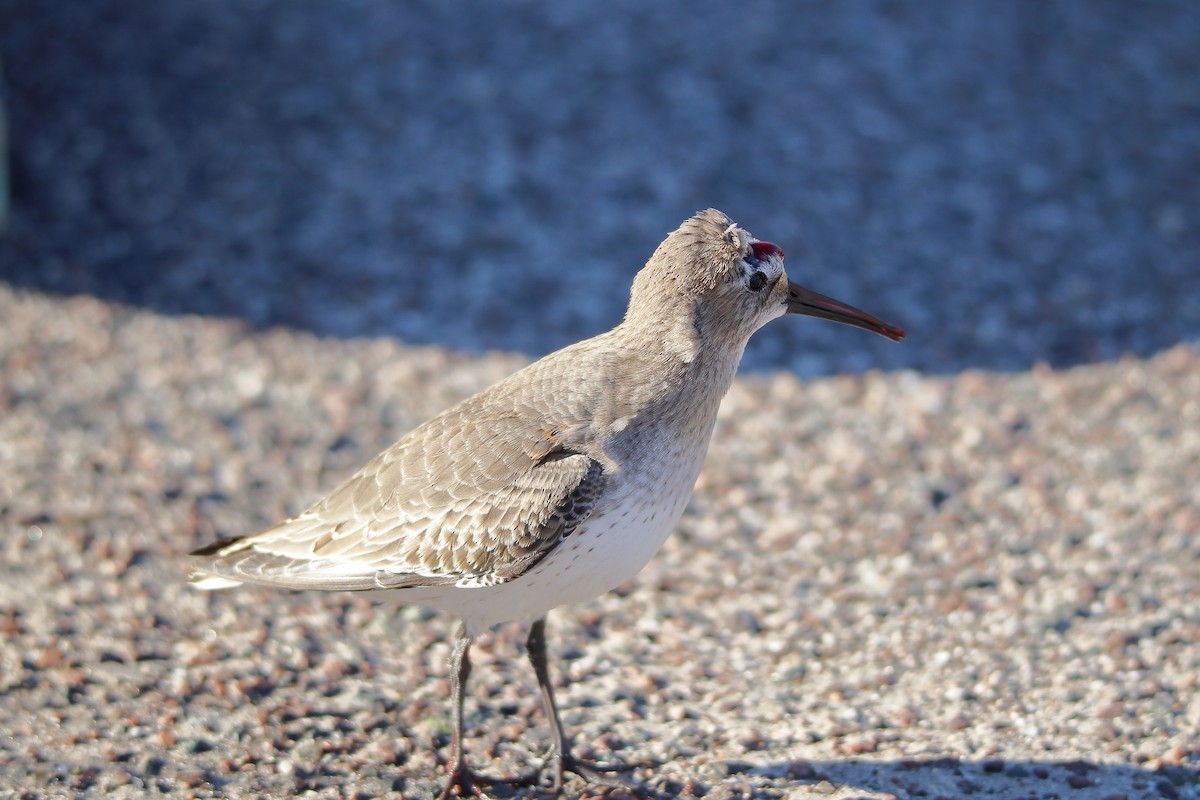 Dunlin - ML599273481