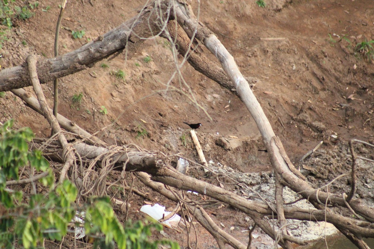 Silver-beaked Tanager - ML599275831