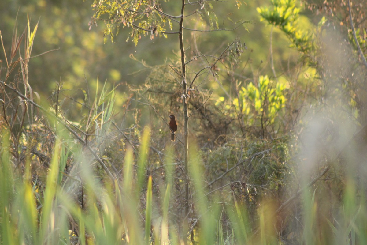 Silver-beaked Tanager - ML599275951