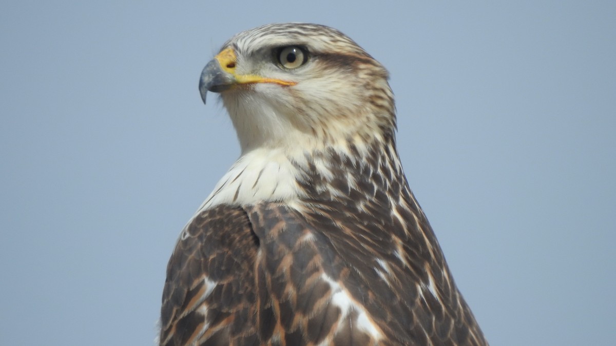 Königsbussard - ML599275991