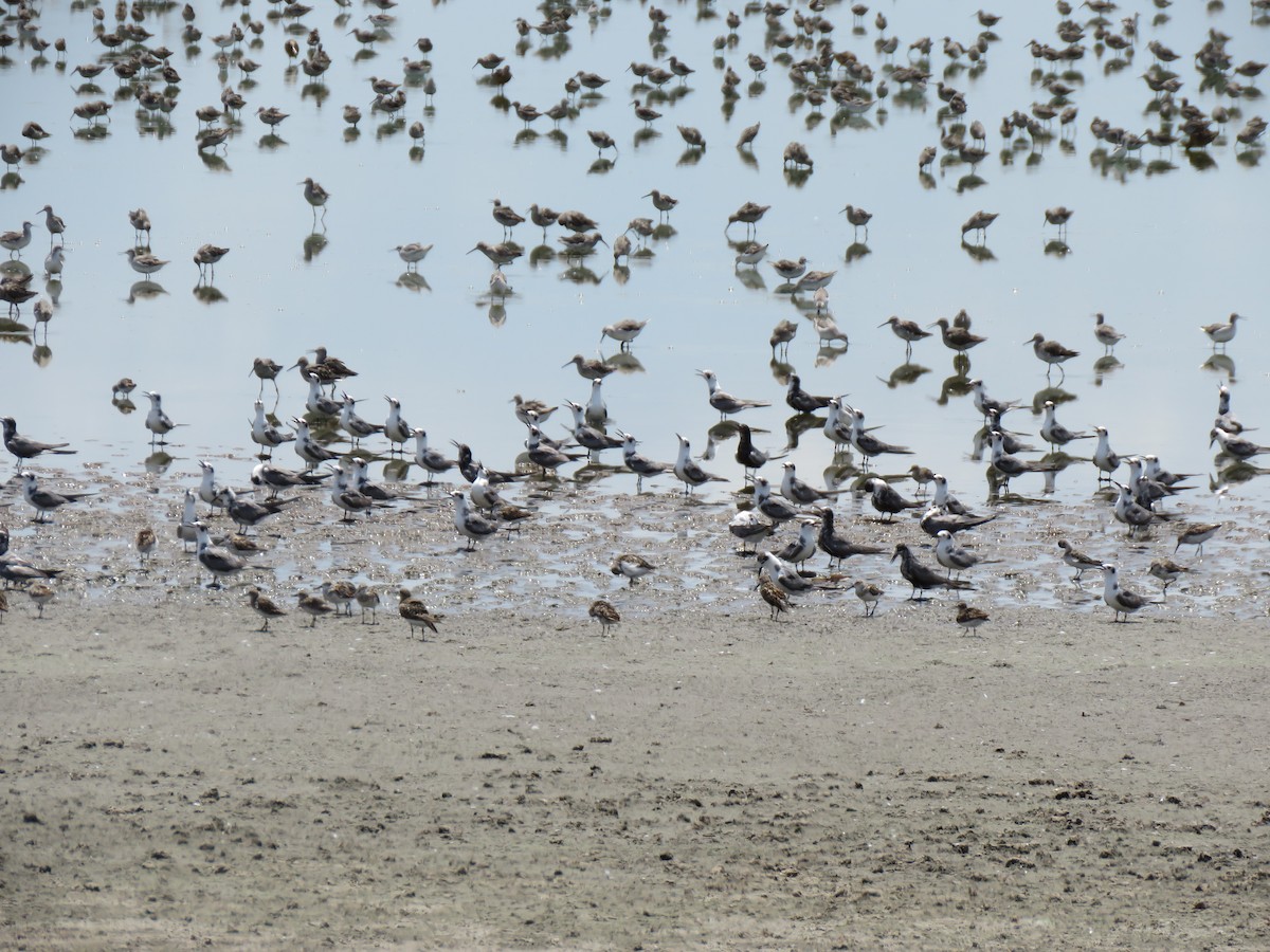 Black Tern - ML599276011