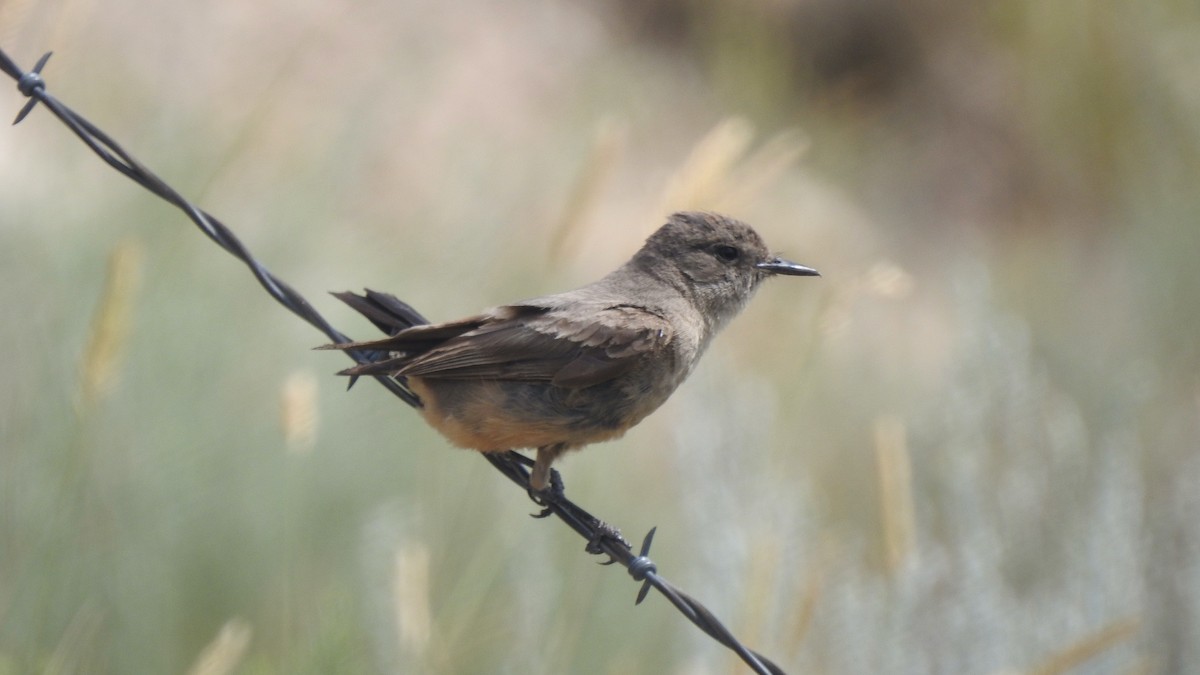 Mosquero Llanero - ML599276031