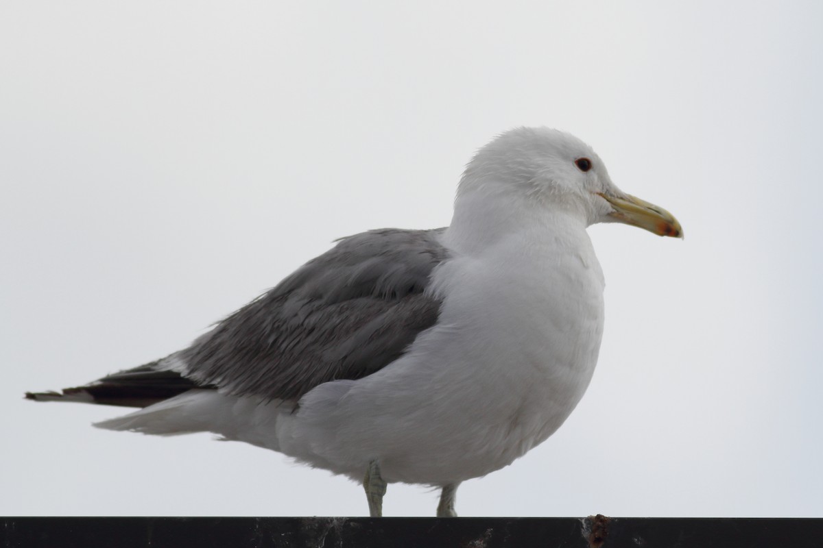 California Gull - ML599277181