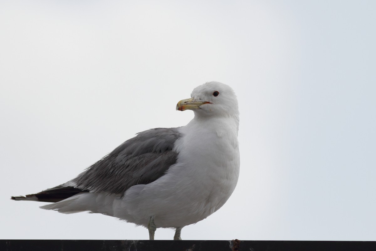 Gaviota Californiana - ML599277271