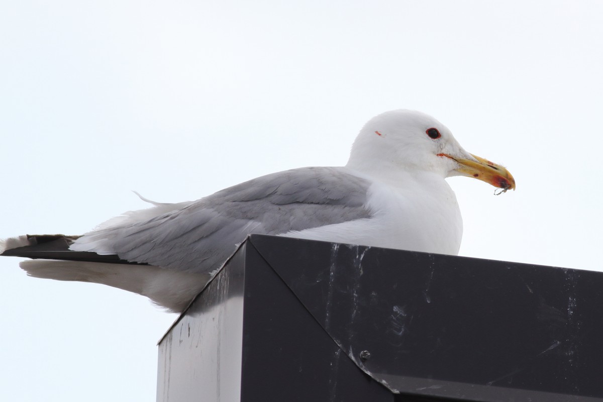 California Gull - Richard Stanton