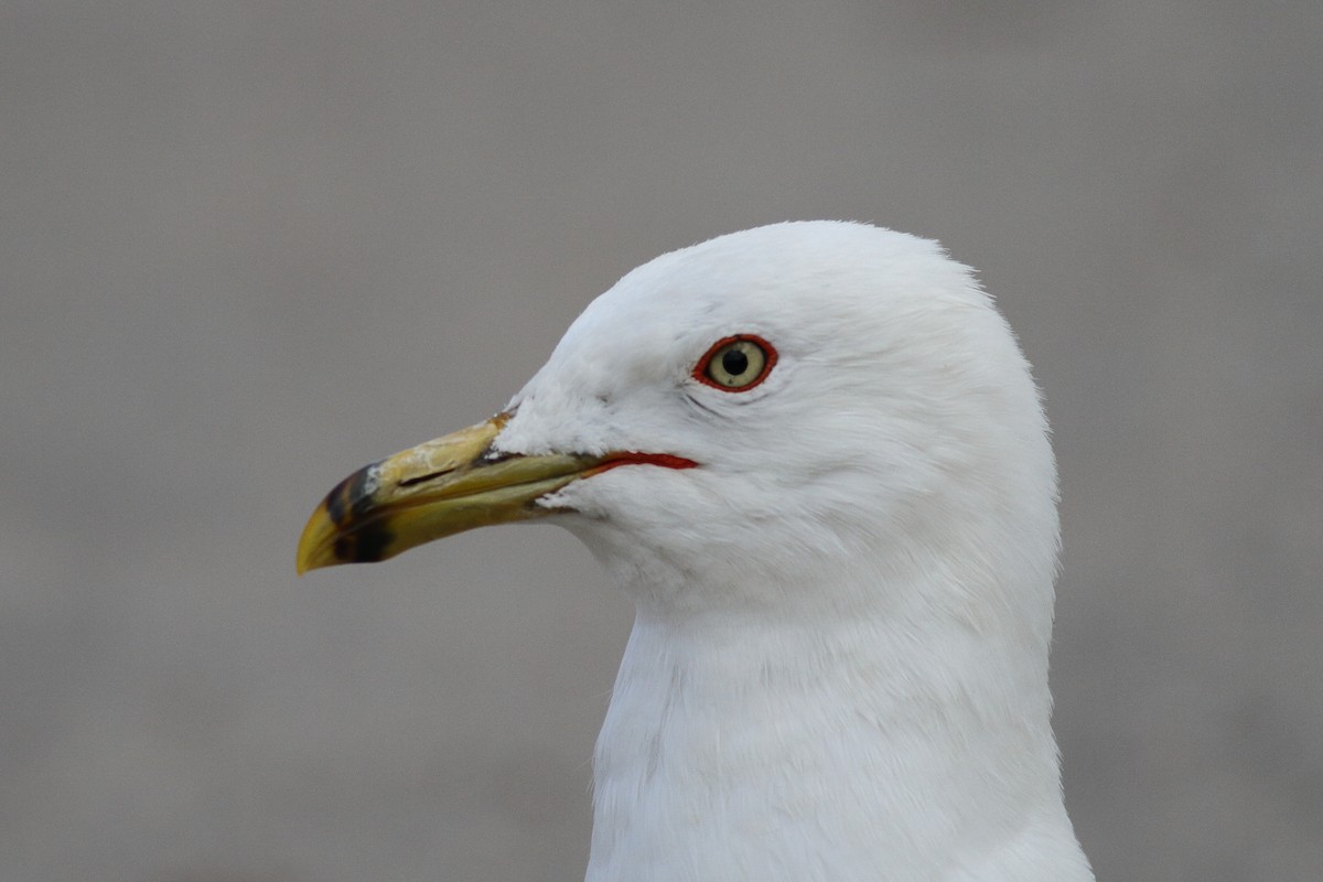 Ring-billed Gull - Richard Stanton