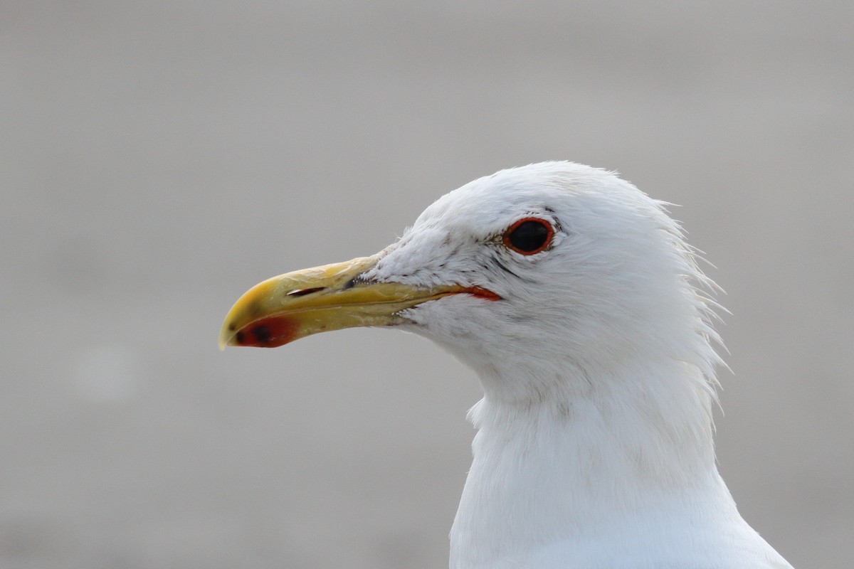 California Gull - Richard Stanton