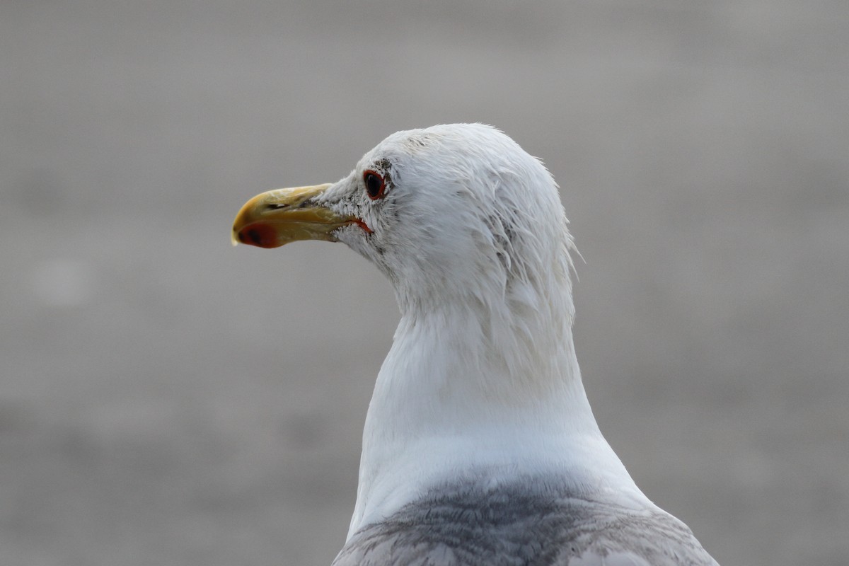 California Gull - ML599277991