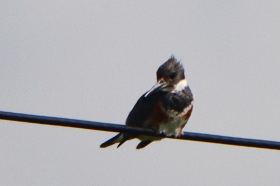 Belted Kingfisher - ML599278051