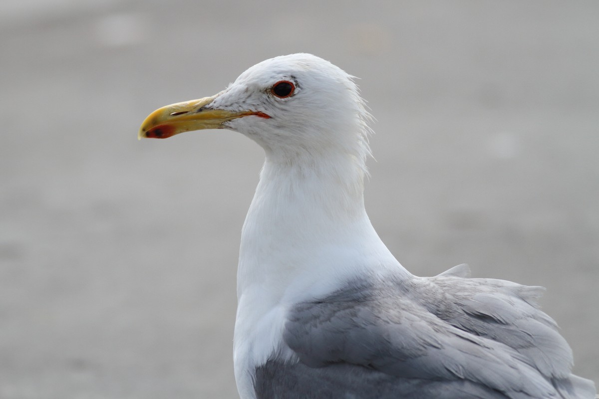 Gaviota Californiana - ML599278111