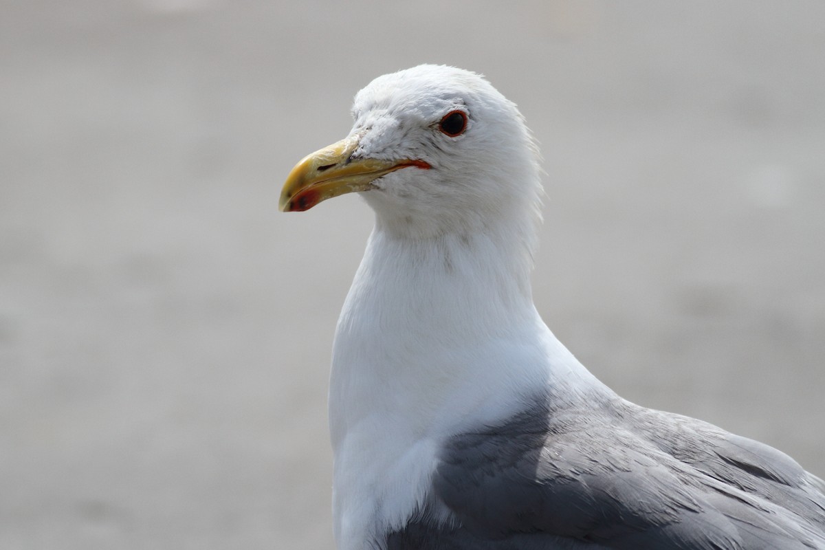 California Gull - ML599278151