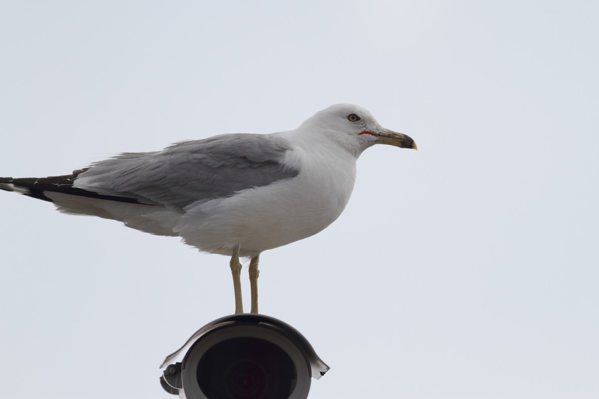 Ring-billed Gull - Richard Stanton