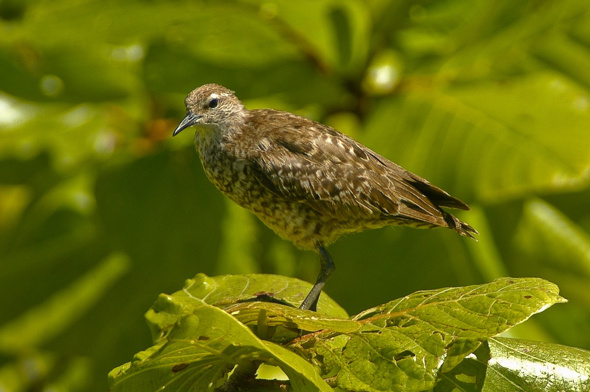 Tuamotu Sandpiper - Eric VanderWerf