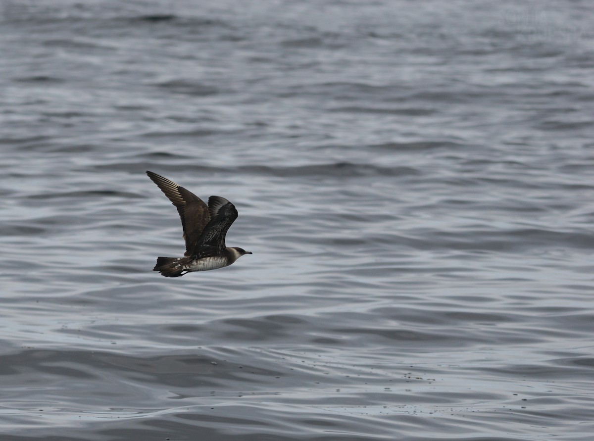 Parasitic Jaeger - ML599279771