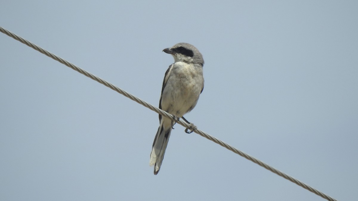 Loggerhead Shrike - ML599279851