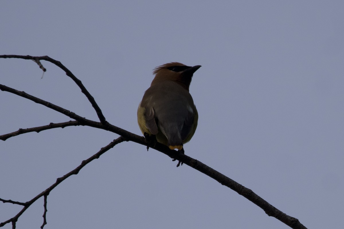 Cedar Waxwing - ML599279931