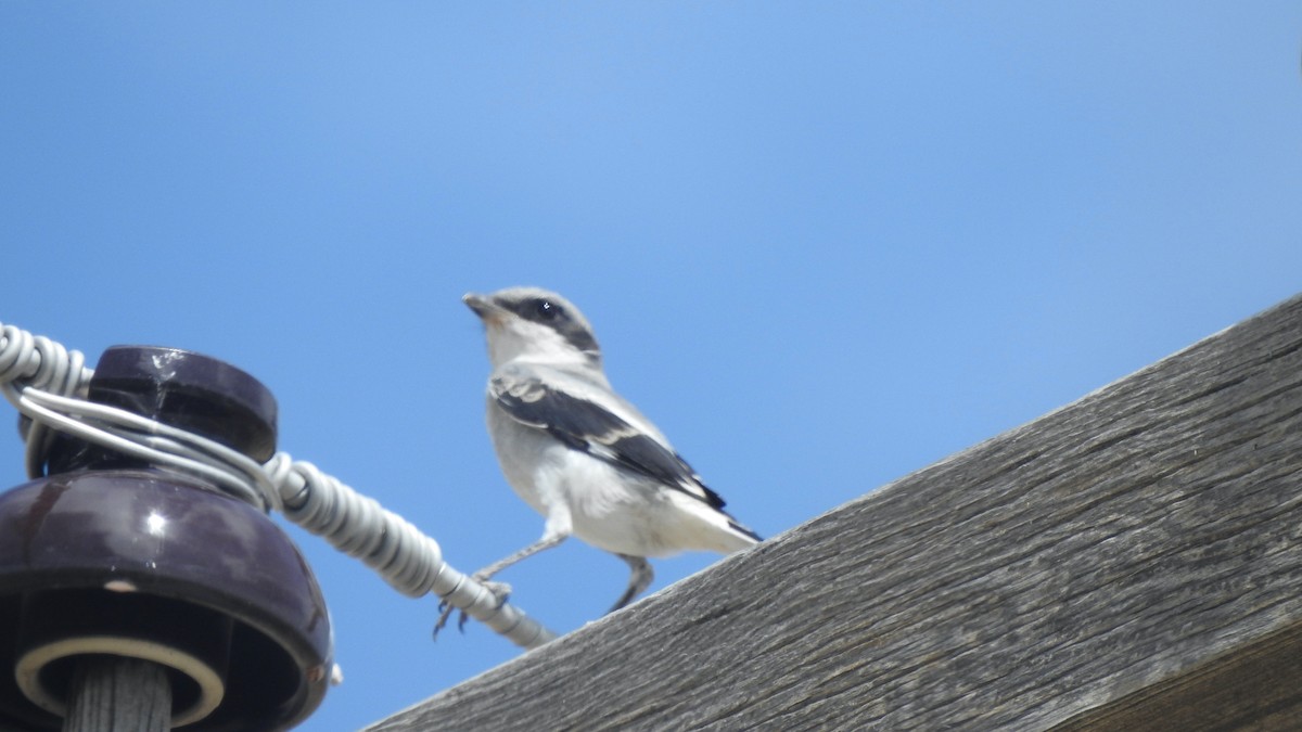 Loggerhead Shrike - ML599280001