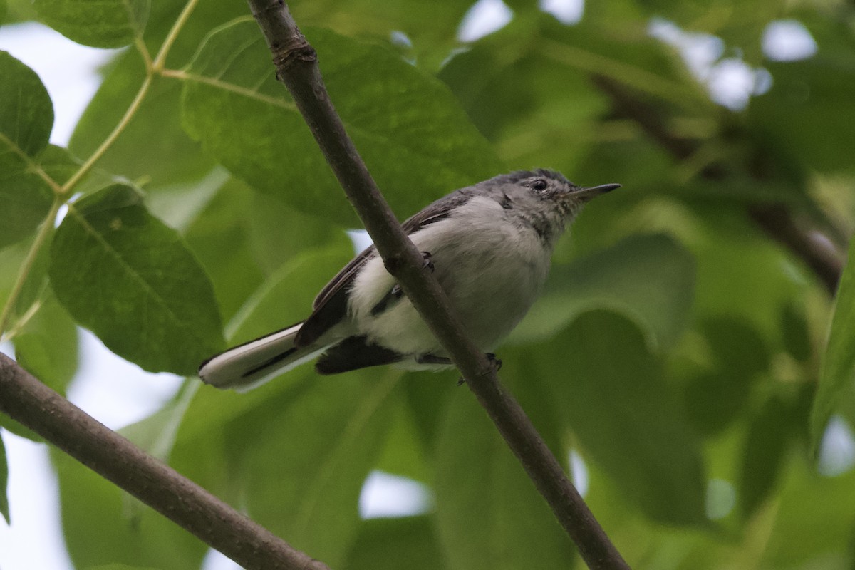 Blue-gray Gnatcatcher - Greg Hertler