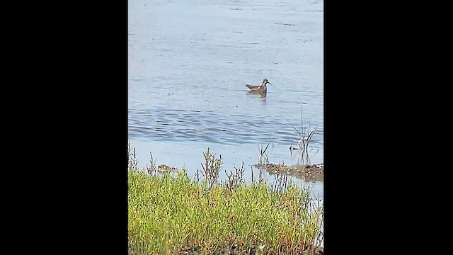 Phalarope à bec étroit - ML599280691