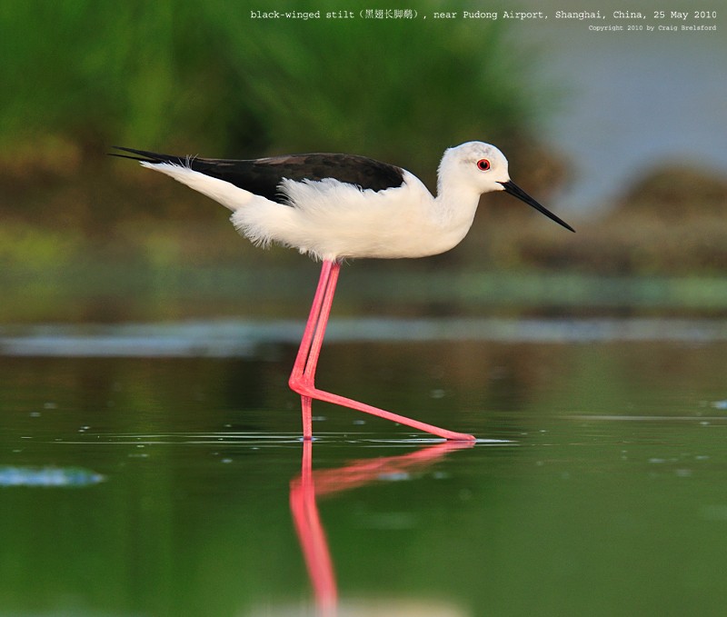 Black-winged Stilt - Craig Brelsford