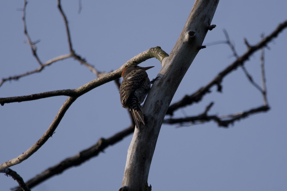 Carpintero Escapulario - ML599281041