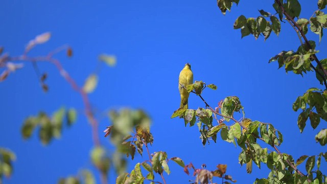 Hooded Oriole - ML599282351