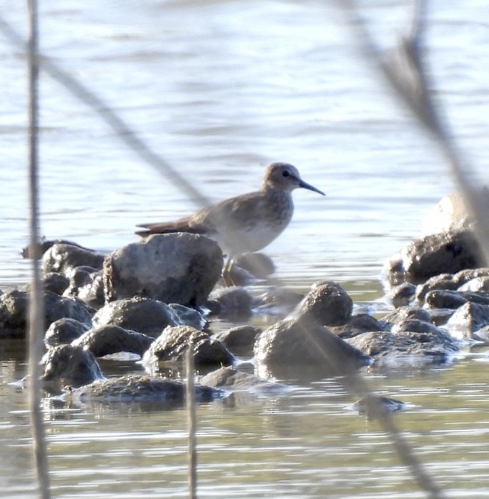 Least Sandpiper - ML599283471