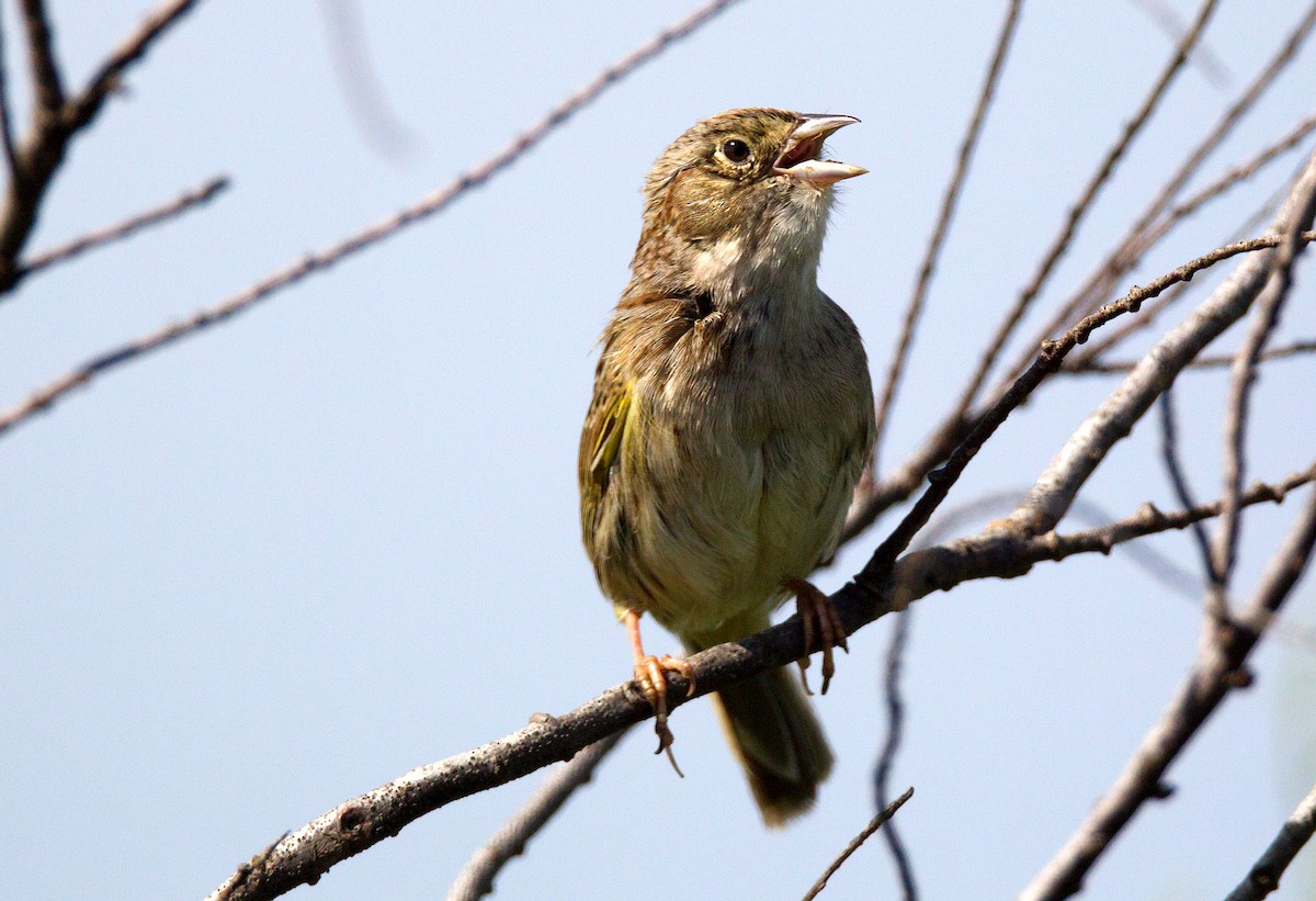 Cassin's Sparrow - ML599283571