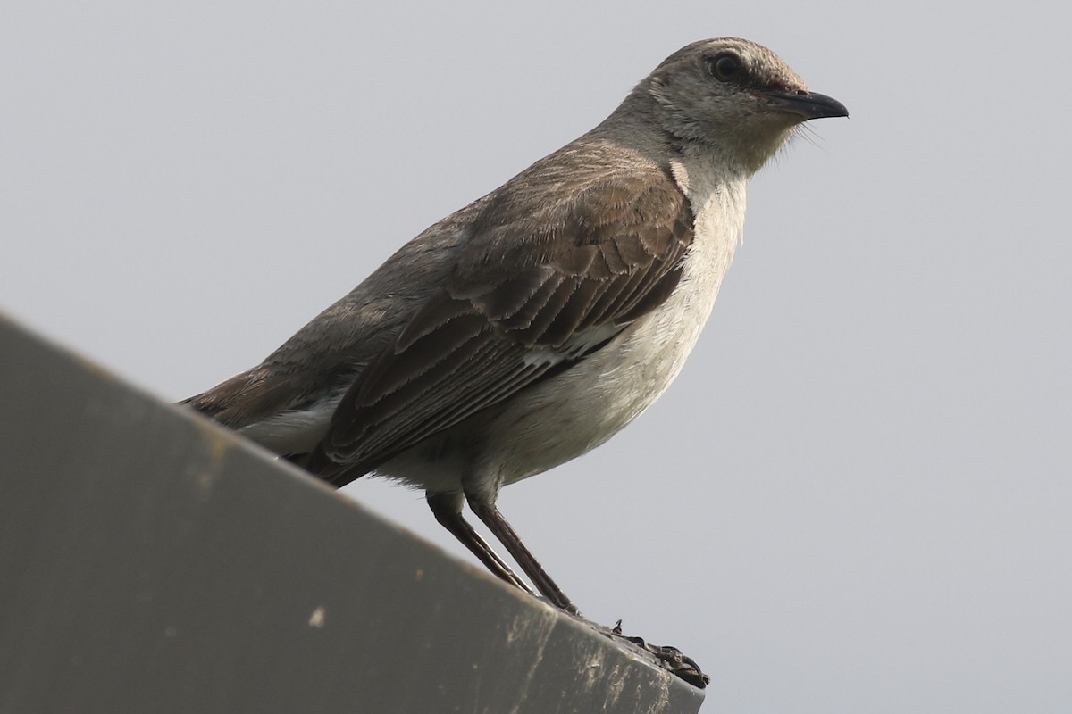 Northern Mockingbird - ML599283691