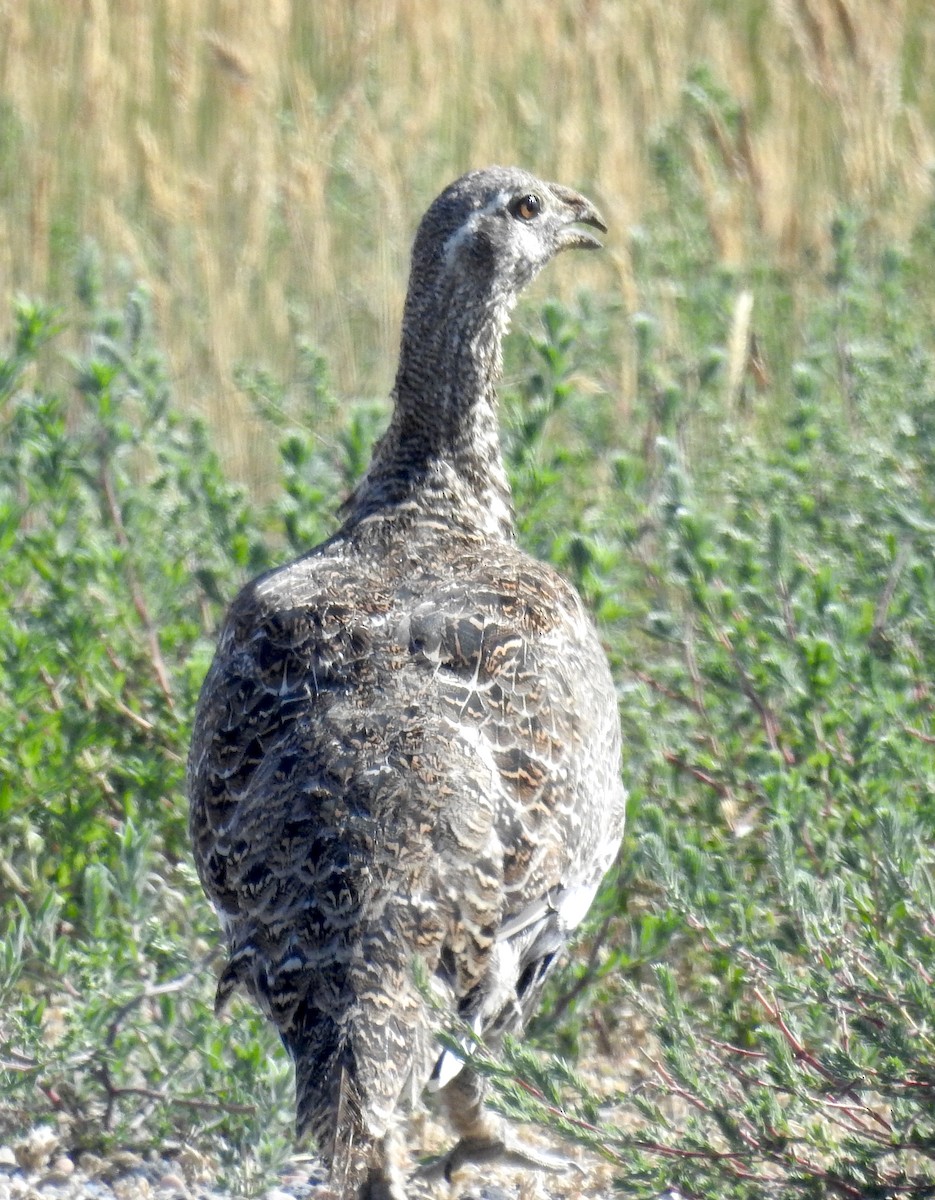 Greater Sage-Grouse - ML599284091