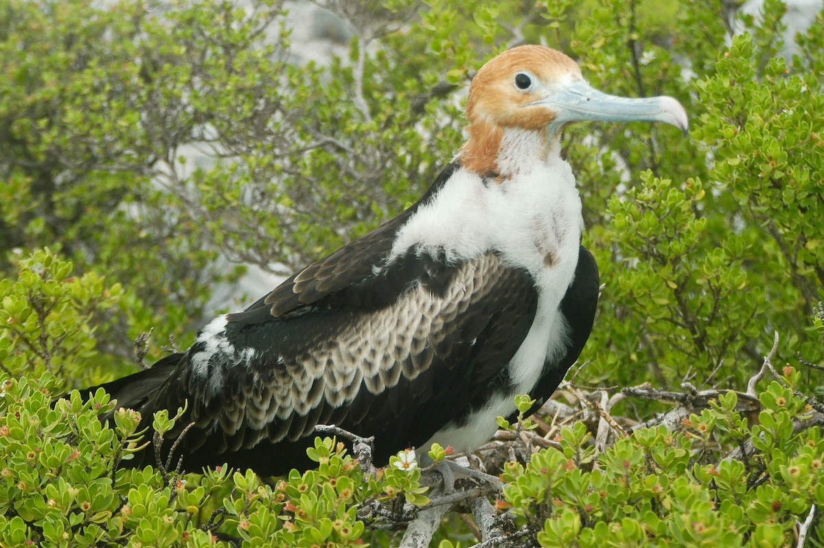 Lesser Frigatebird - ML59928411