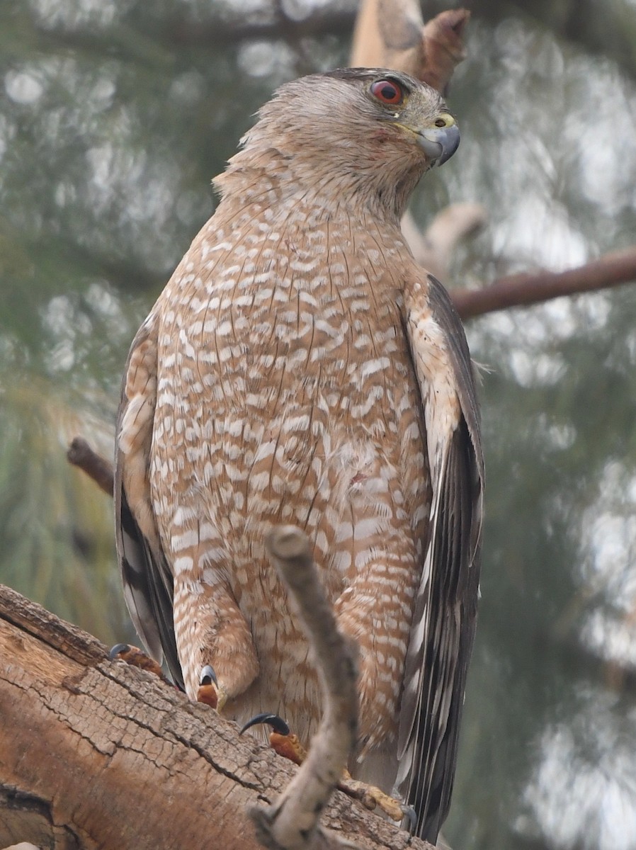 Cooper's Hawk - ML59928481